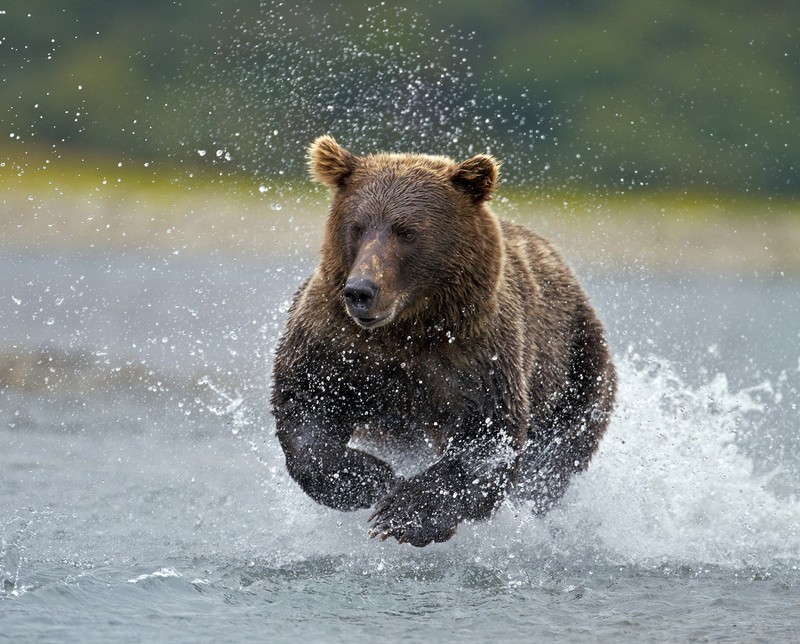 Медведь, который бегает по воде (аляска, alaska, brown bear fishing, национальный парк катмай)