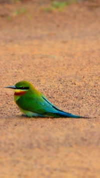 Pájaro colorido descansando en el suelo arenoso