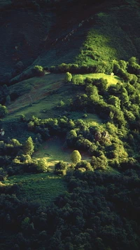 végétation, nature, forêt tropicale, biome, atmosphère