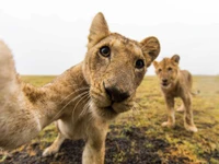 Masai-Löwen machen ein verspieltes Selfie in der Wildnis