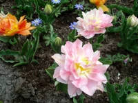 Vibrant Spring Blooms: A Colorful Display of Tulips and Hydrangeas in Full Bloom