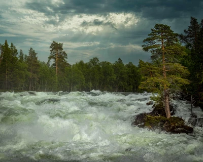 Rápidos majestuosos y bosque exuberante en Noruega