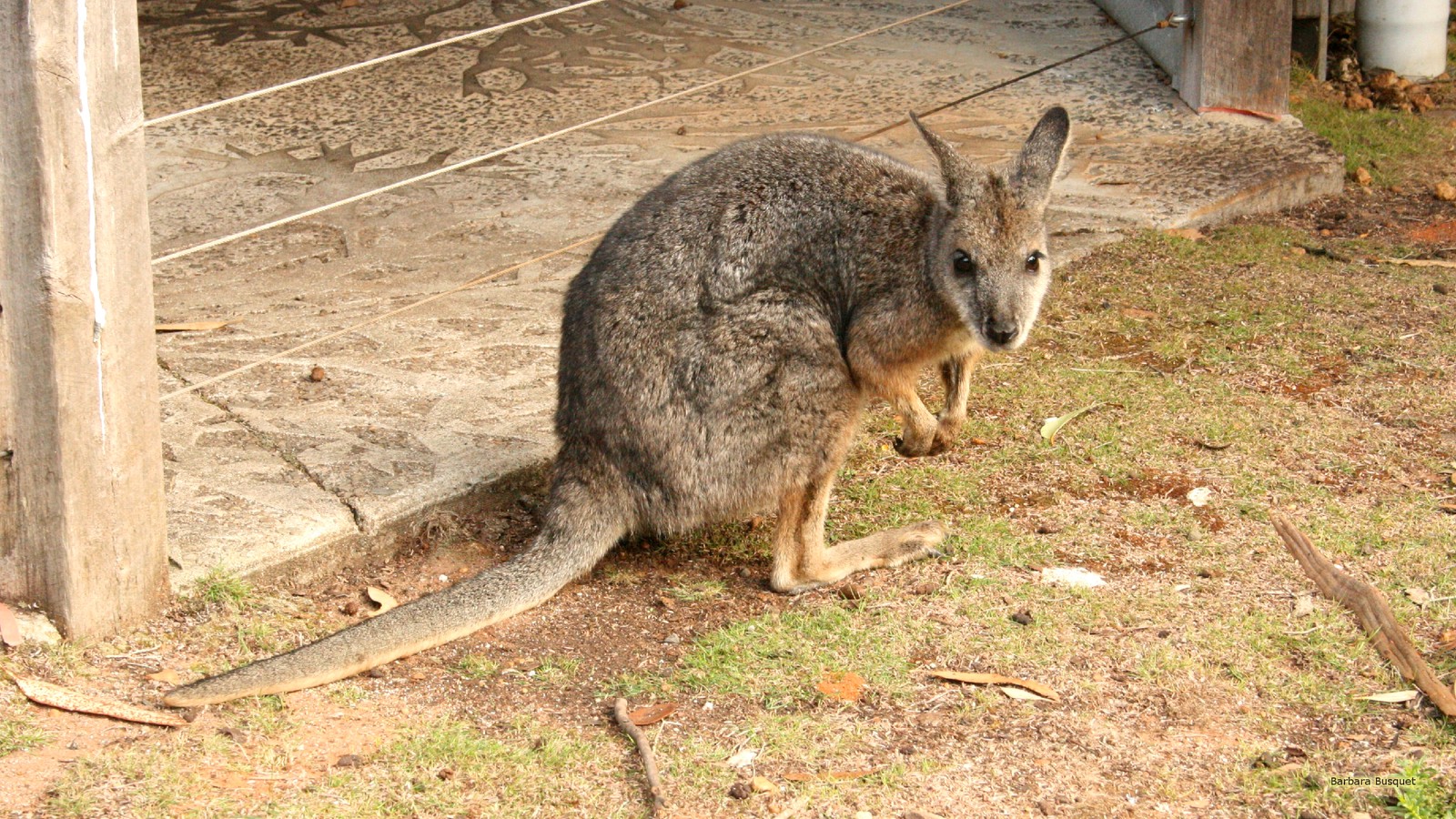 Il y a un petit kangourou qui se tient dans la terre (wallaby, kangourou, animal terrestre, marsupial, faune)