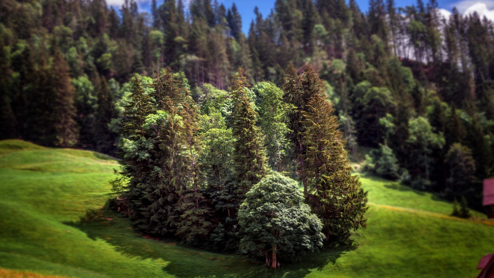 Trees in a field with a house in the background (nature, tree, evergreen, conifer, spruce)