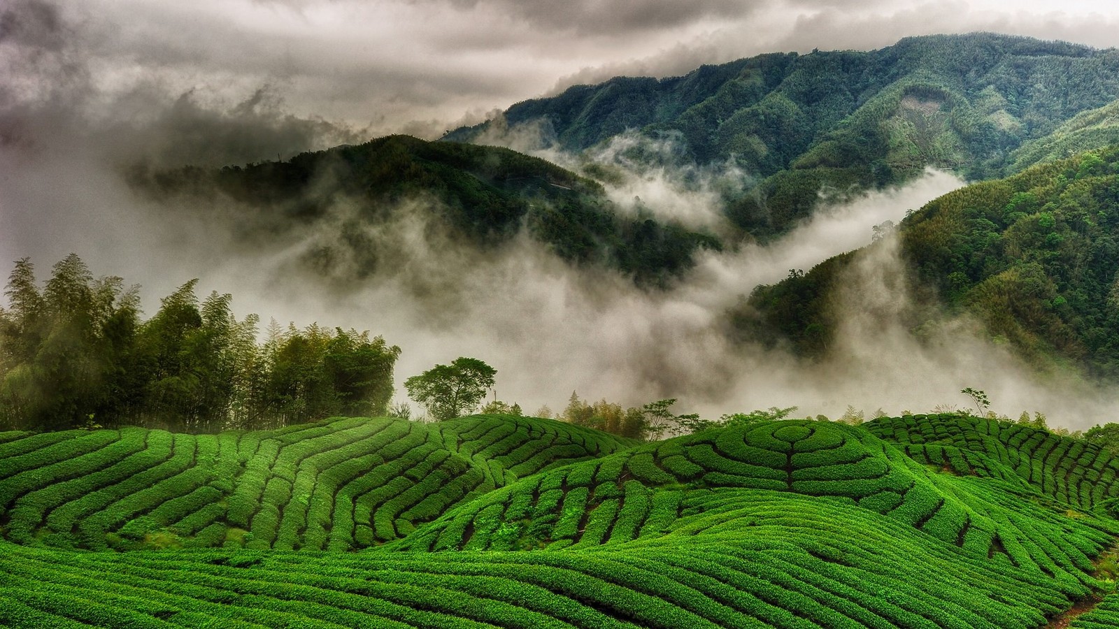 tea, highland, nature, hill station, plantation wallpaper