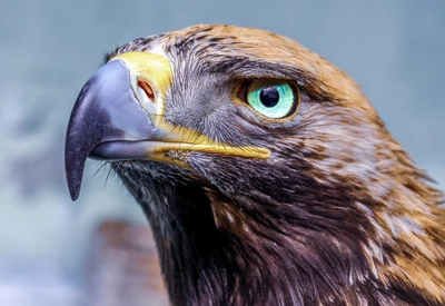 Close-up de uma águia dourada com olhos azuis impressionantes e bico poderoso