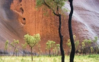 Uluru's Majestic Landscape: Woody Plants Against Stunning Geology