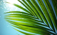 palm trees, leaf, vegetation, tree, plant wallpaper