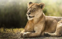 Lionne majestueuse dans une nature sereine