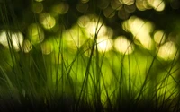 bokeh, profundidade de campo, natureza, verde, vegetação