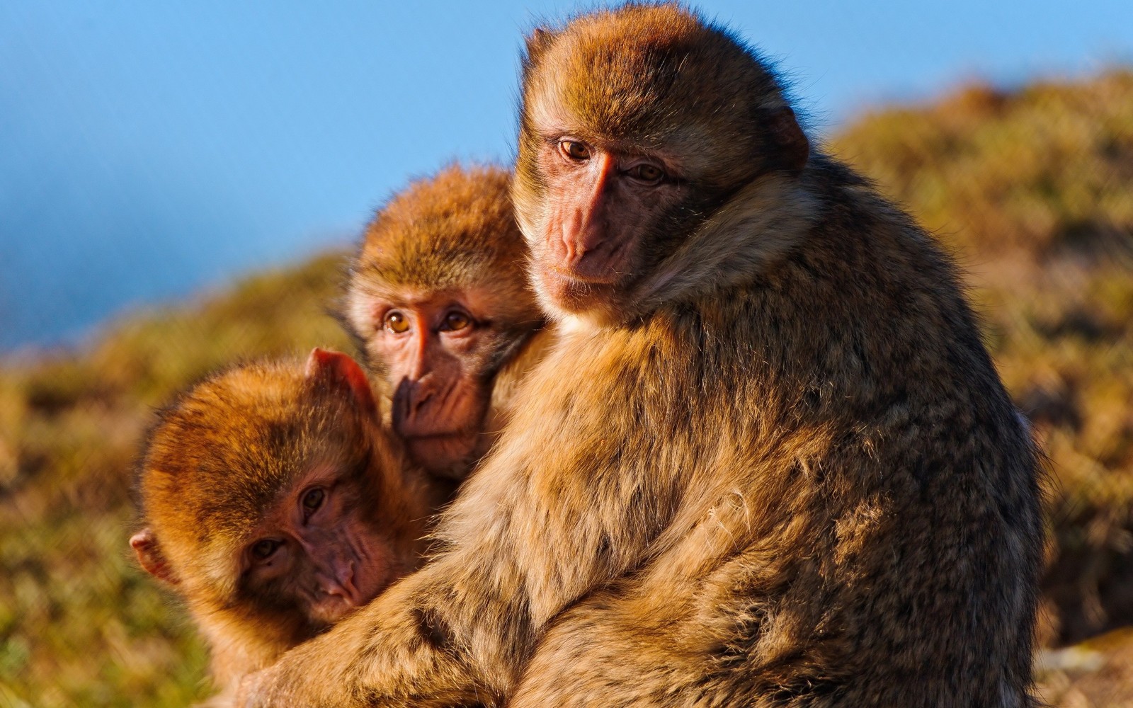 macaque, primate, wildlife, fauna, snout wallpaper