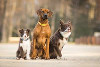 cão de rua, raça de cachorro, focinho, cachorro, cão de companhia