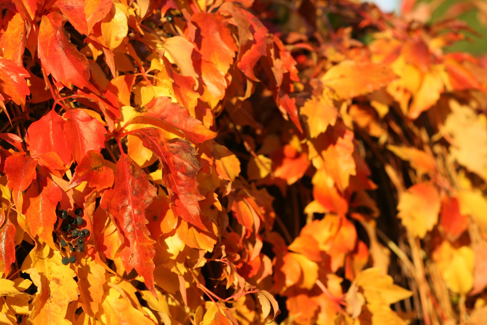 A close up of a bush with many leaves on it (autumn, cannon, brown, nature, leaf)