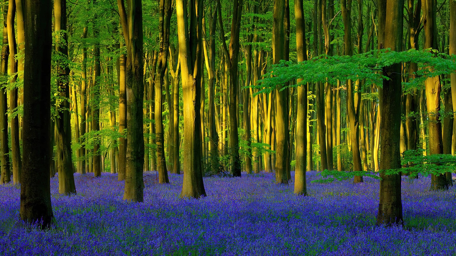 Um close de uma floresta com muitas árvores e campainhas. (floresta, árvore, natureza, cenário, micheldever wood)