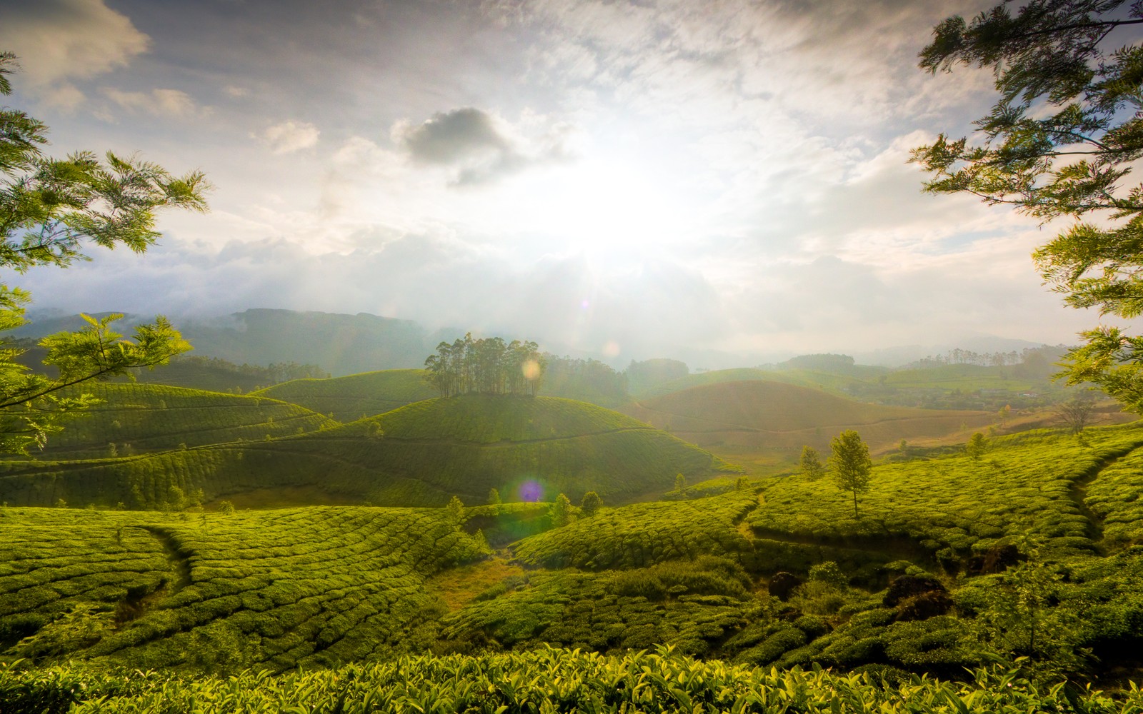 Una vista de una plantación de té en las tierras altas de cameron, malasia (munnar, naturaleza, estación de montaña, vegetación, mañana)