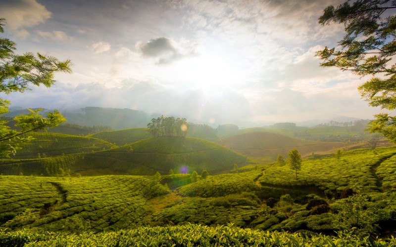 Вид на чайную плантацию в камерон хайлендс, малайзия (муннар, munnar, природа, горный курорт, растительность)