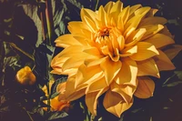 Vibrant yellow dahlia in full bloom, surrounded by lush green foliage.