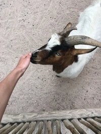 Cabra amigable interactuando con una mano