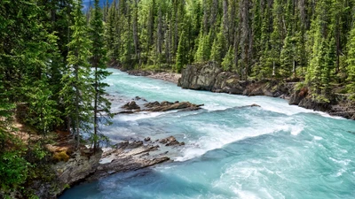 fluss, natur, baum, landschaft, nationalpark