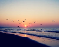 beach, birds, fly, ocean, purple landscape