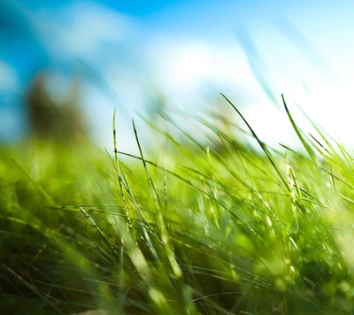 Hierba verde exuberante bajo un cielo de verano