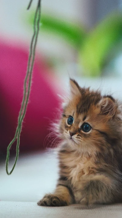 cat, cute