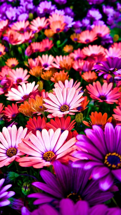 colores, flores, naturaleza