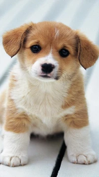 Adorable chiot Corgi avec une expression douce