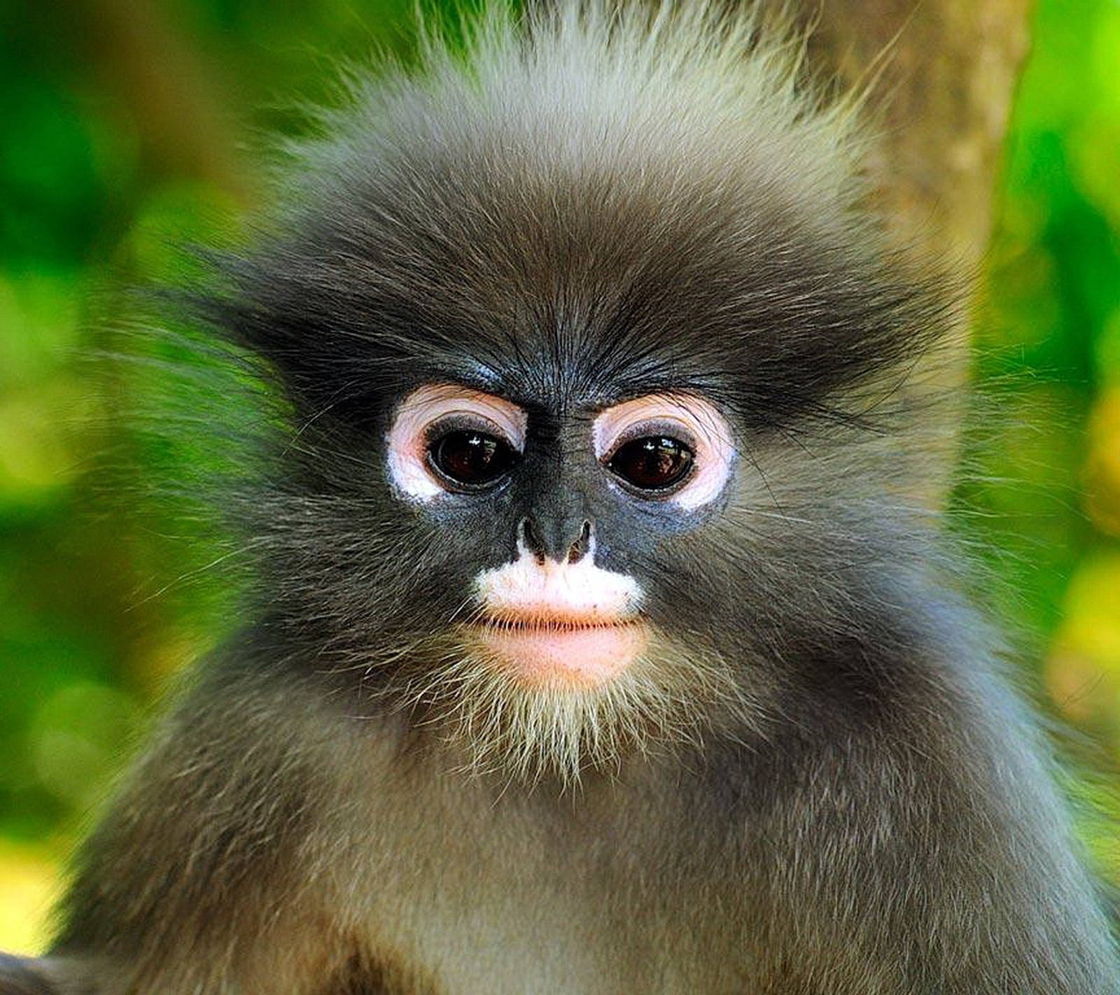 Un mono arafed con una nariz blanca y una cara negra (animal, hd, mono, mascotas)