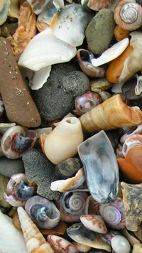 abstract, colorful, shells