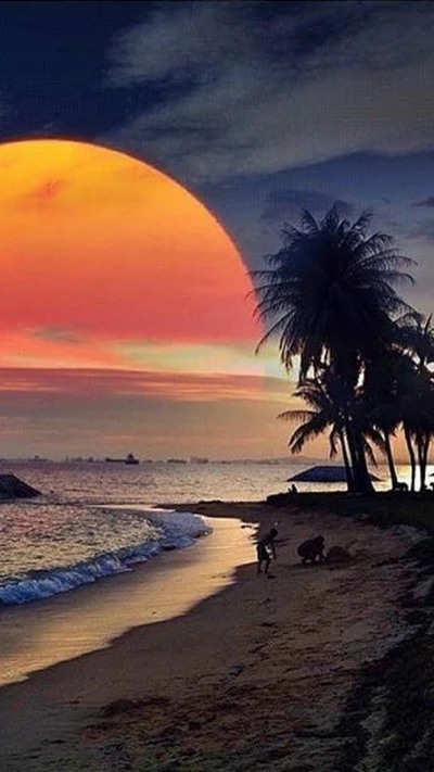 Playa serena al atardecer con cielo vibrante y palmeras en silueta