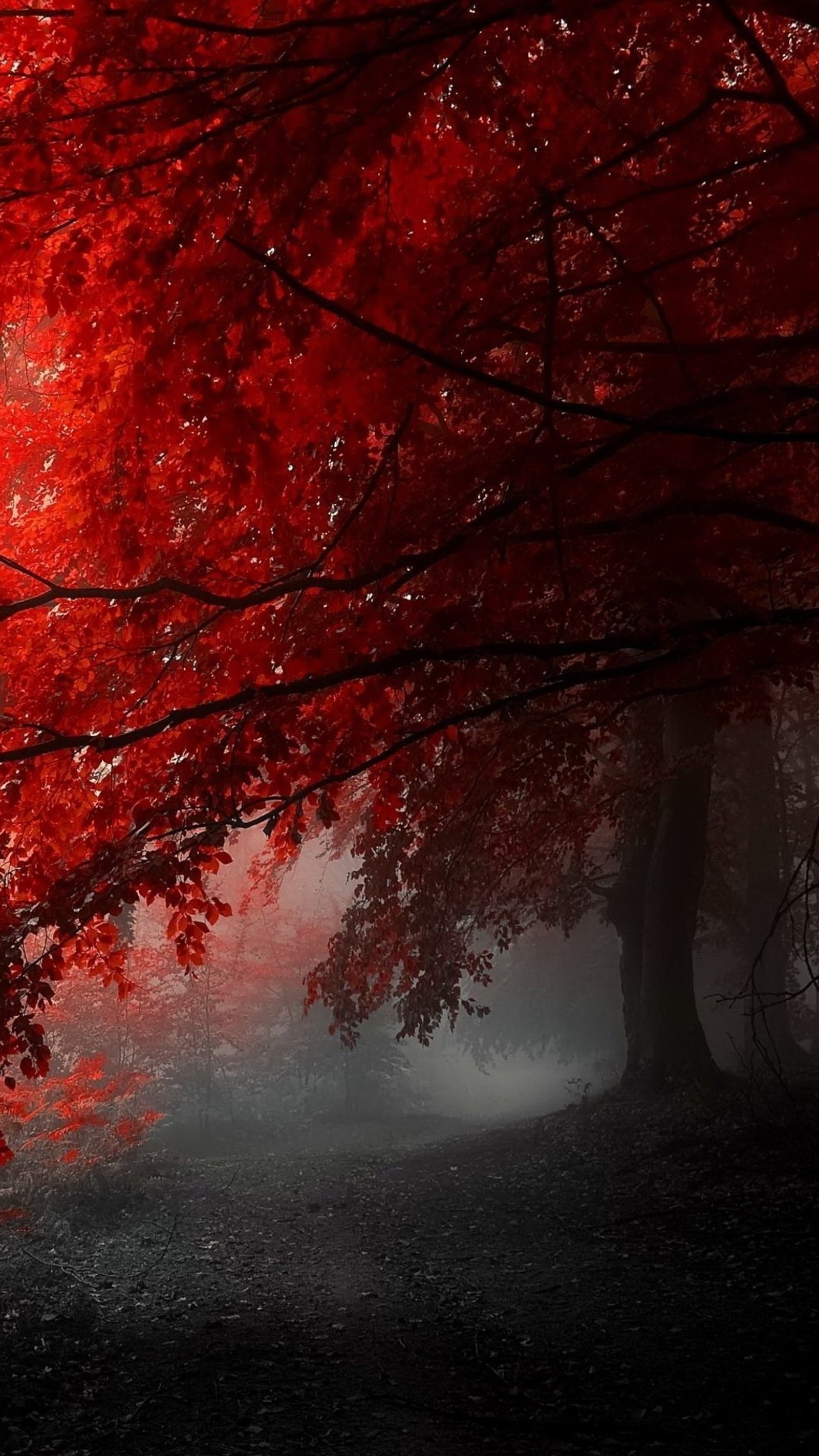 Trees with red leaves in a foggy forest with a bench (black, fog, gray, nature, red)