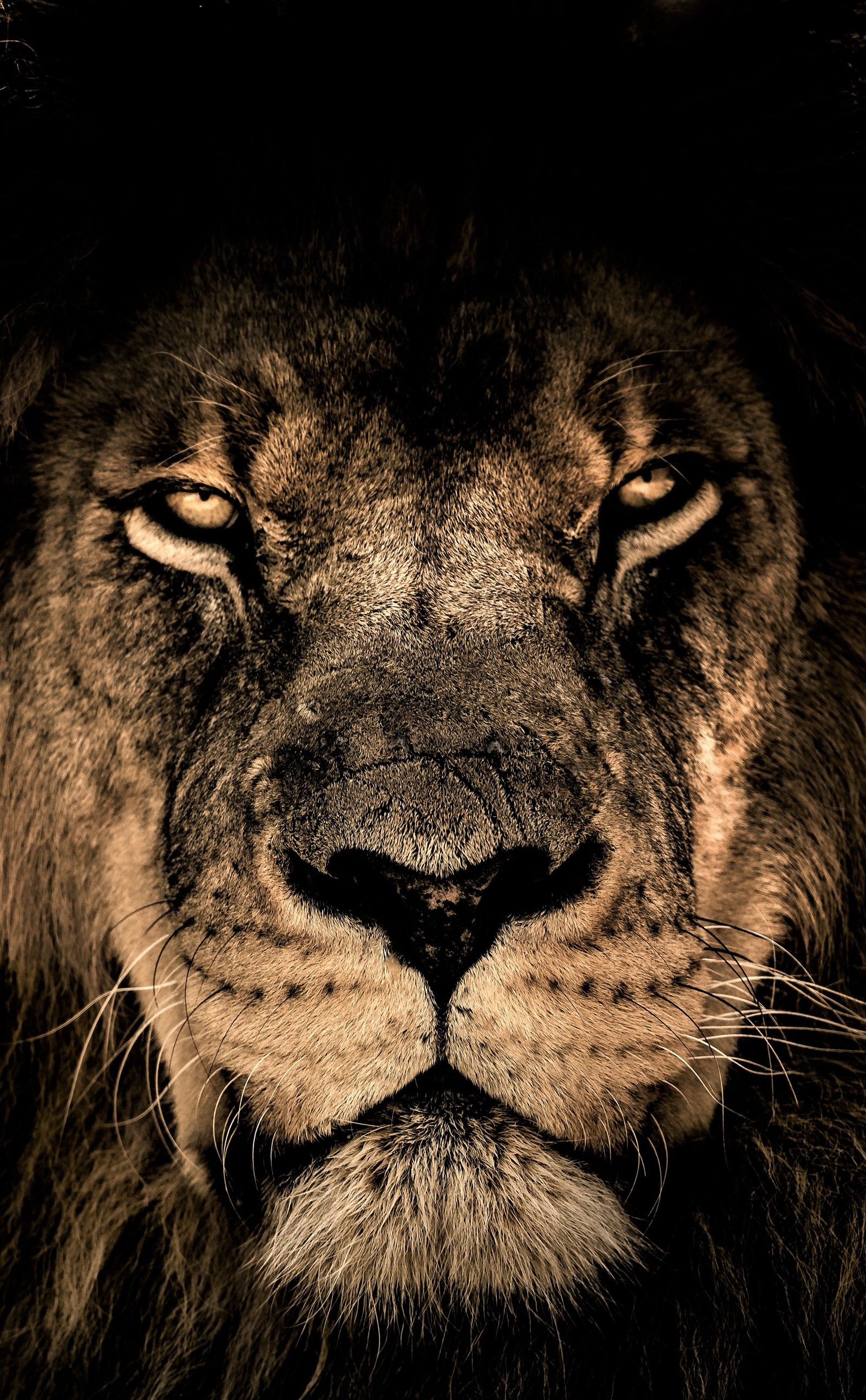 Arafed lion with a black mane and a black background (abej, beograd, horoscope, lion)