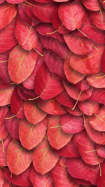 Feuilles rouges vibrantes dans une exposition luxuriante