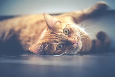 Playful Ginger Cat Relaxing