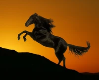 Majestic Stallion Silhouetted Against a Sunset Sky