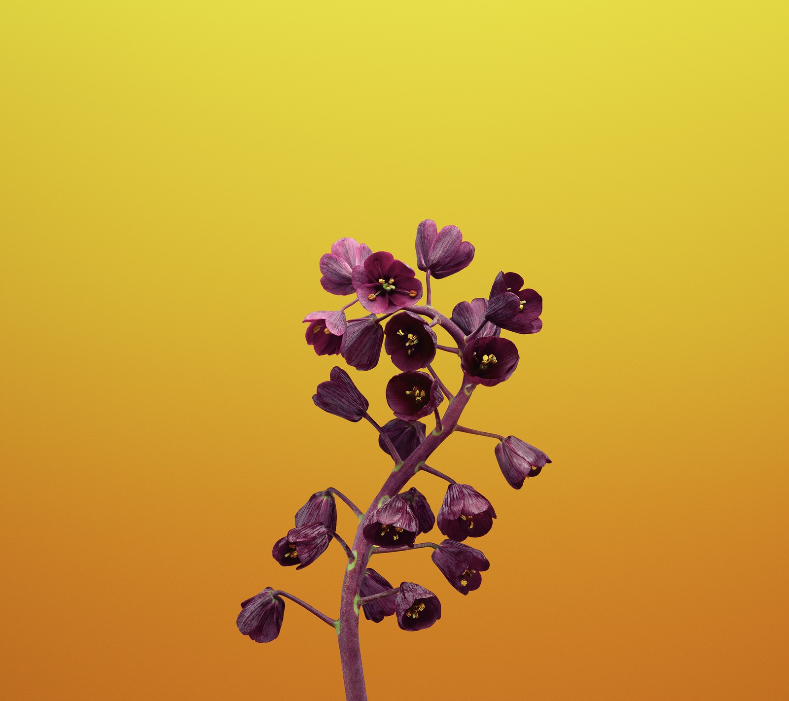 Il y a une fleur violette dans un vase sur une table (iphone, iphone x, action, papier peint)