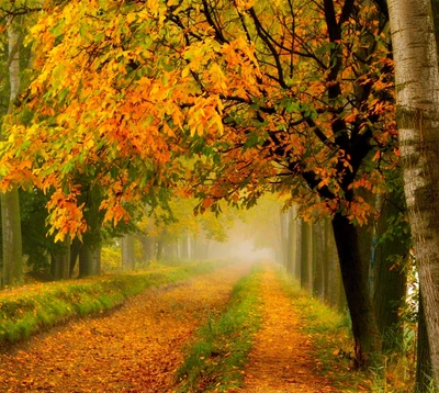 automne, feuilles, chemin, route