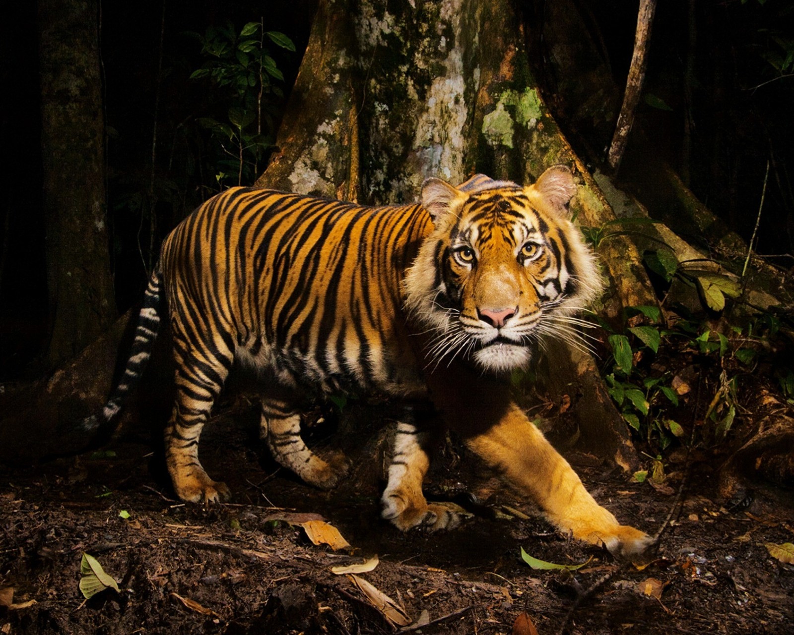 Il y a un tigre marchant dans les bois près d'un arbre (animal, jungle, sauvage, arbre, zoo)