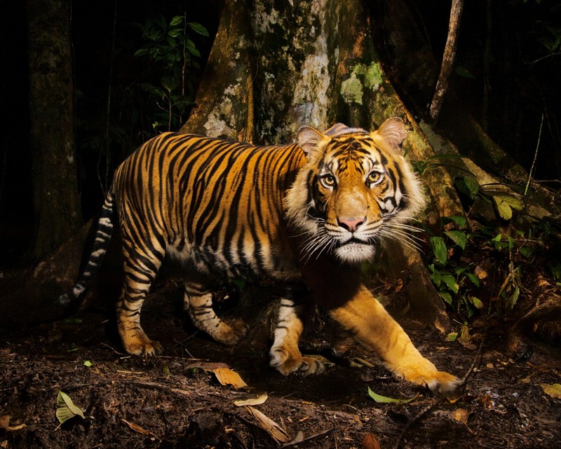 Ein tiger geht im wald in der nähe eines baumes. (tier, dschungel, wild, baum, zoo)