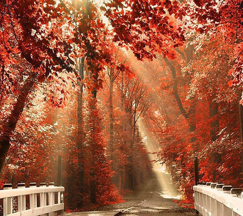 Un gros plan d'un pont dans une forêt avec des feuilles rouges (paysage, papier peint)