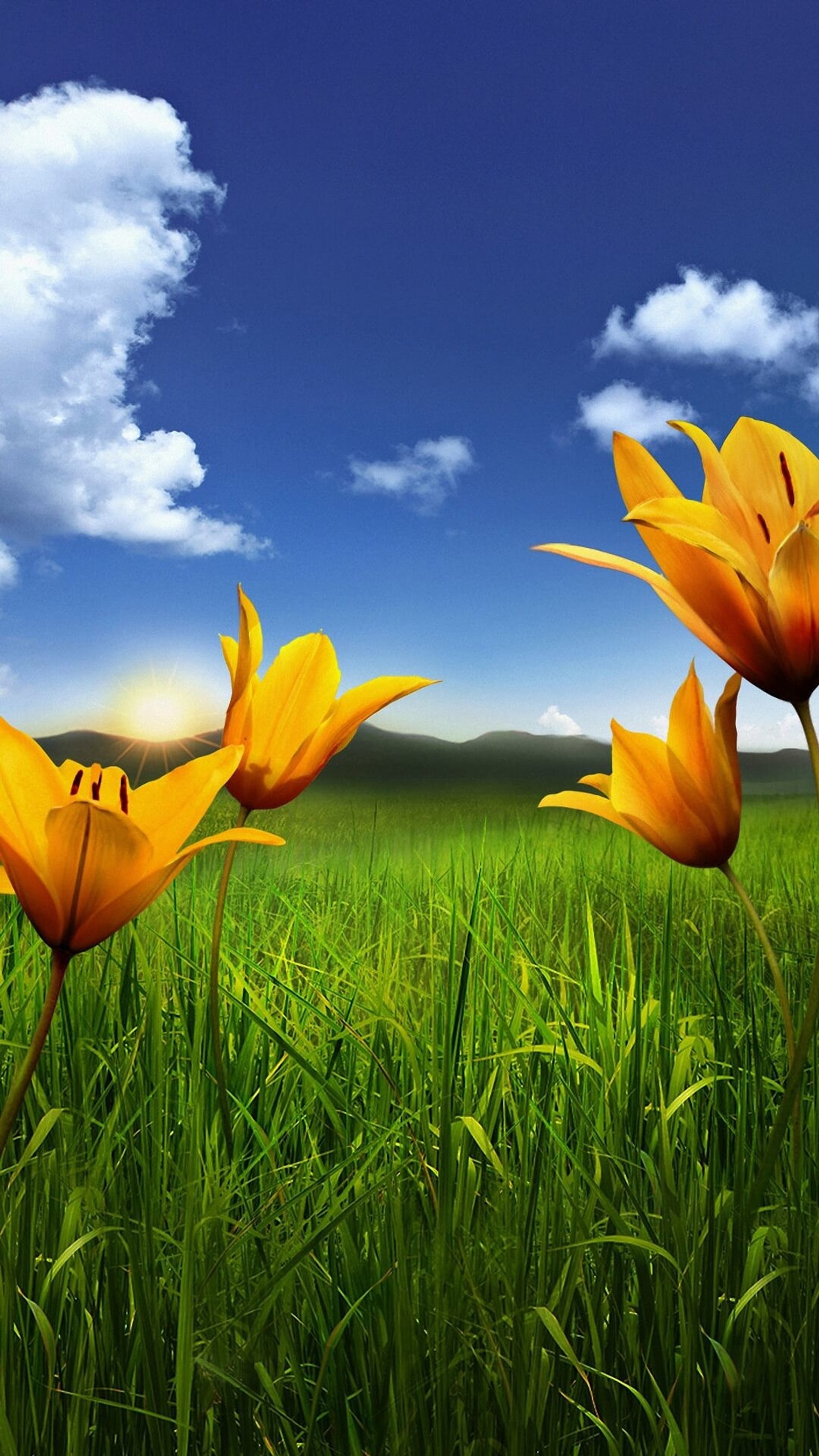 Yellow flowers in a field with a blue sky and clouds (flower, green, tulip, yellow)