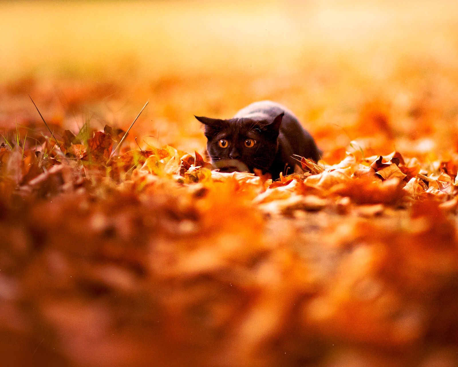 animal, blackcat, cat wallpaper