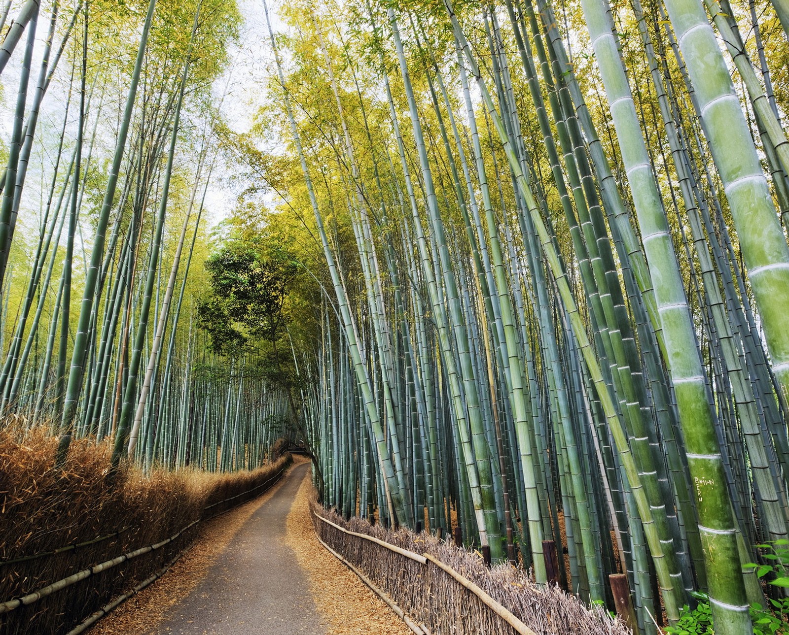 Uma vista de um caminho através de uma floresta de bambu com um caminho levando a ele (floresta de bambu, japão, quioto, kyoto)