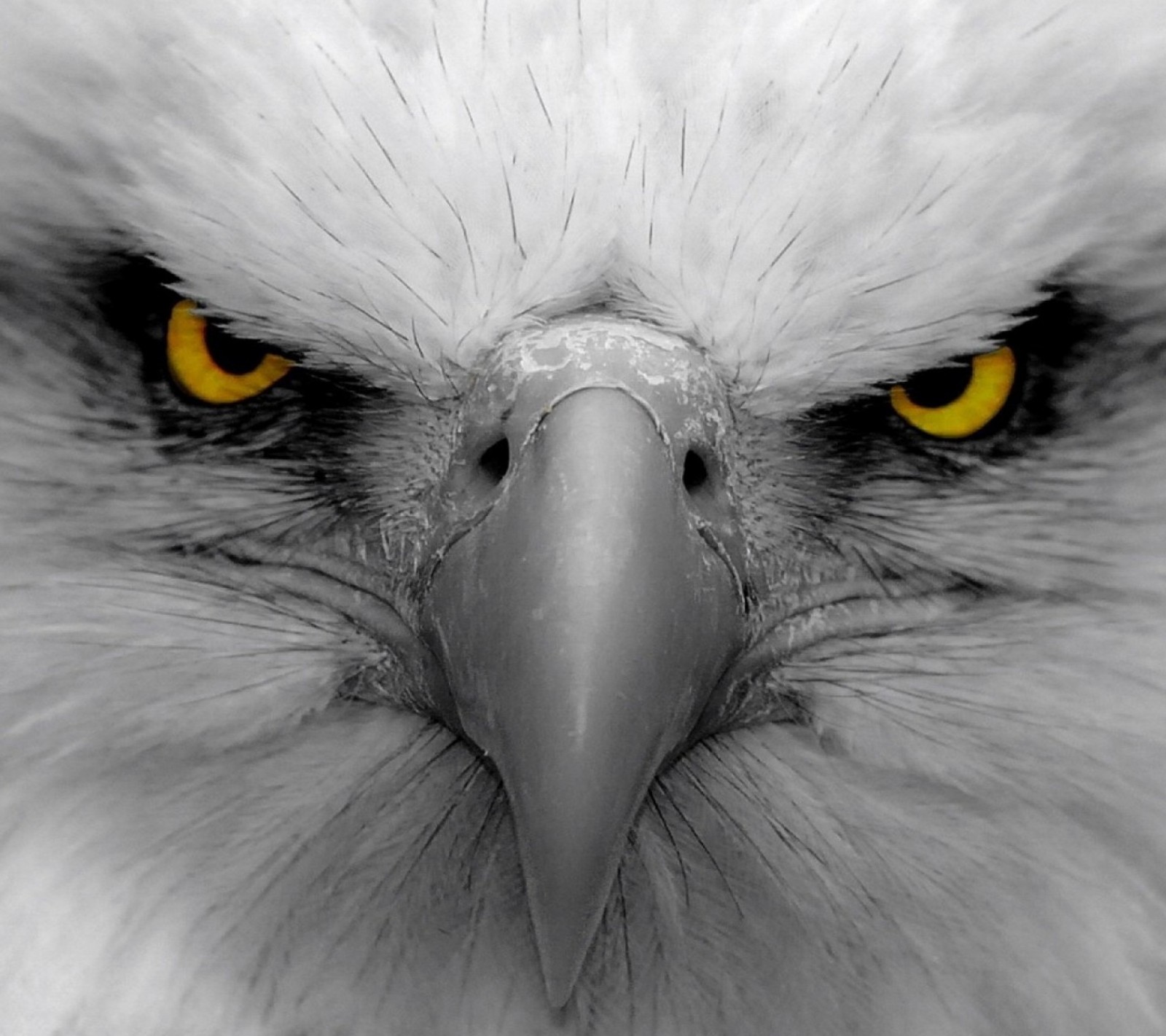 beautiful, eagle, eyes wallpaper