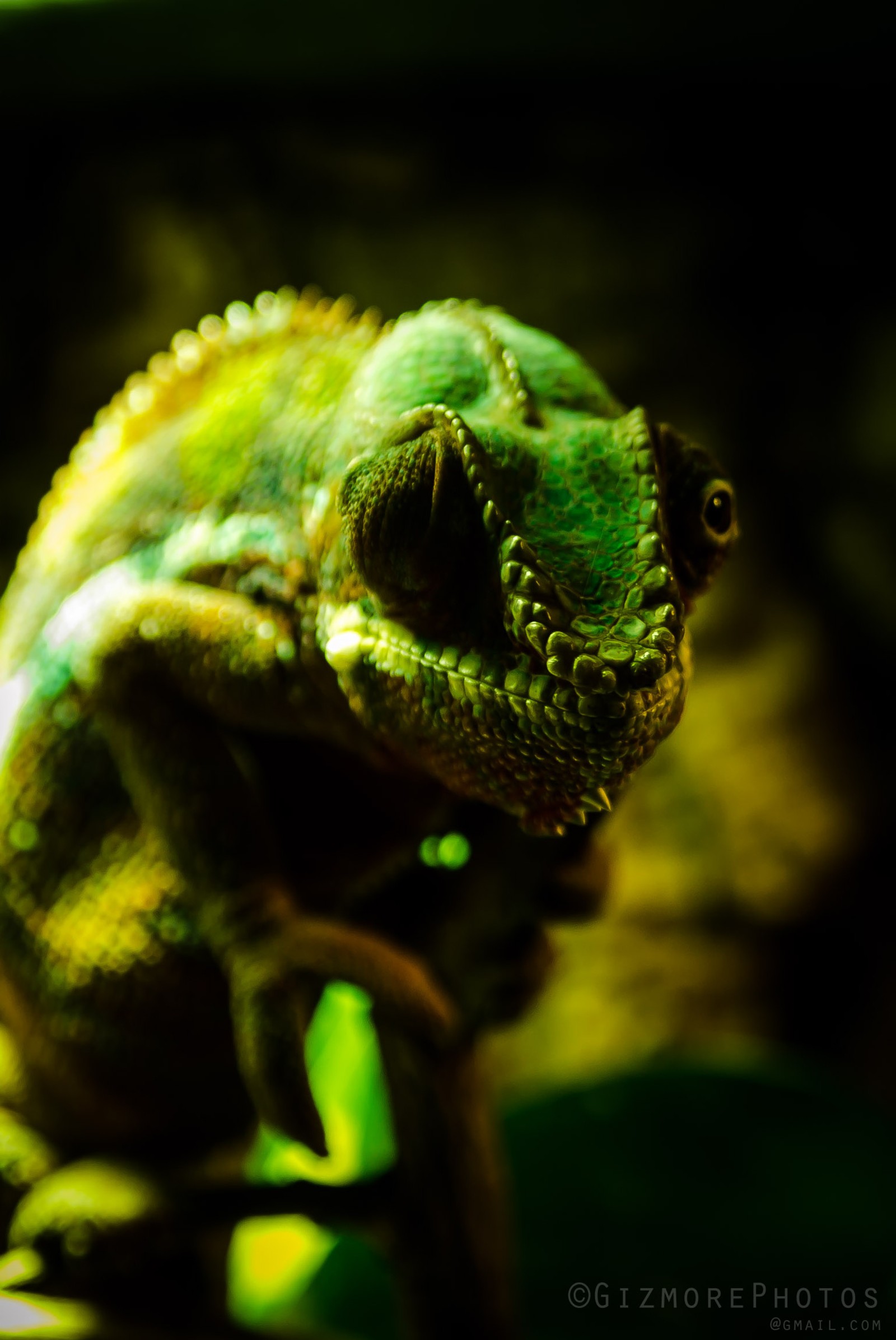 Close-up de um camaleão sentado em um galho no escuro (camaleão, verde, réptil)