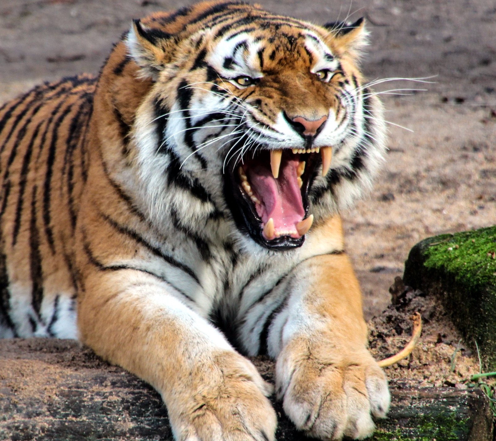 Il y a un tigre qui est couché sur le sol (couleurs, paysage, photo)