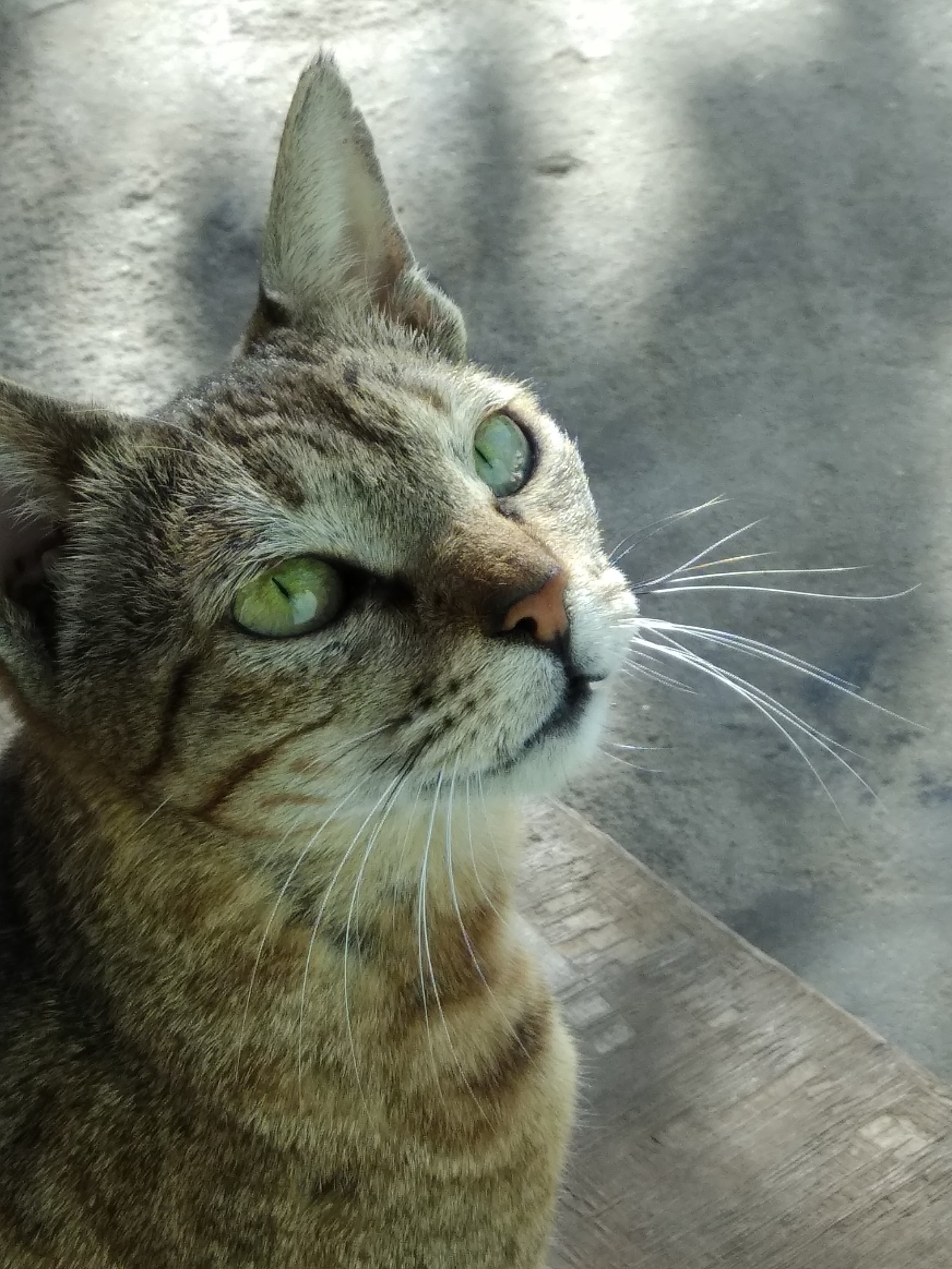 Il y a un chat assis sur un banc en bois (amoureux des animaux, my cute cat)