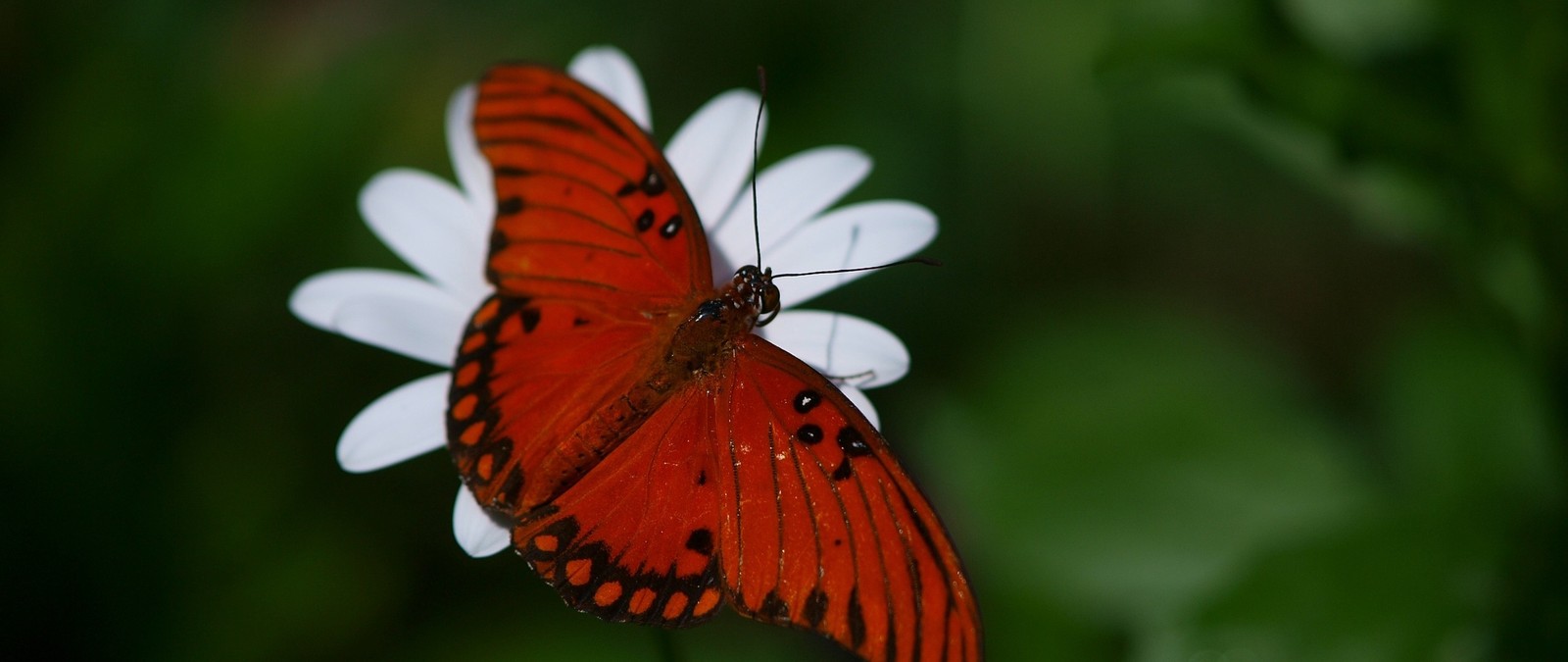 There is a butterfly that is sitting on a flower (insect, moths and butterflies, butterfly, invertebrate, pollinator)