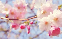 pink flowers, blossom, branch, spring, cherry blossom wallpaper